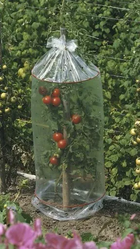 Tomato protective covers (set of 3)