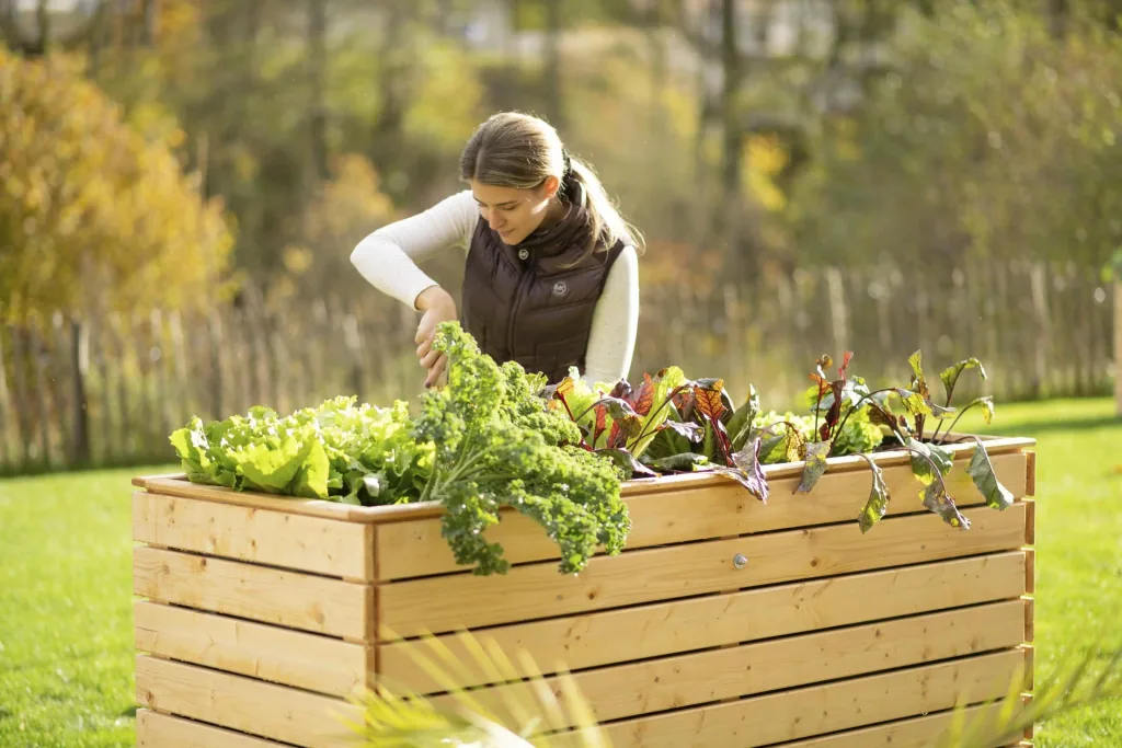 Raised Bed Asket XL, 160×70×90 cm, Natural – Spruce Wood, Back-Friendly