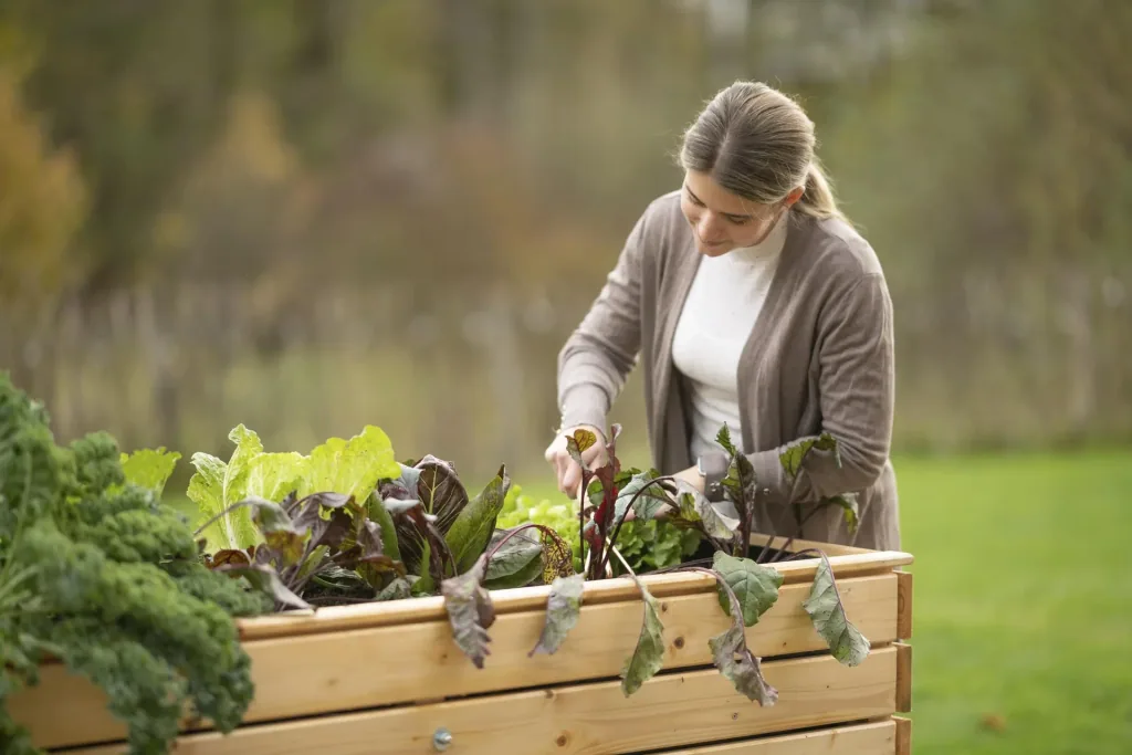 Raised Bed Asket XL, 160×70×90 cm, Natural – Spruce Wood, Back-Friendly