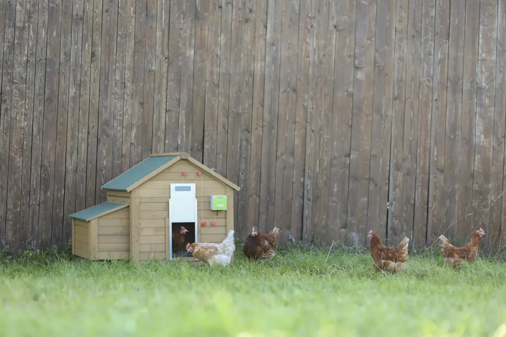 Automatic chicken door, complete set including sliding door 22 x 33cm