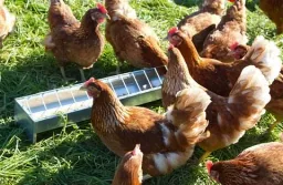 Feeding trough for chickens, galvanized, 75 x 10 cm