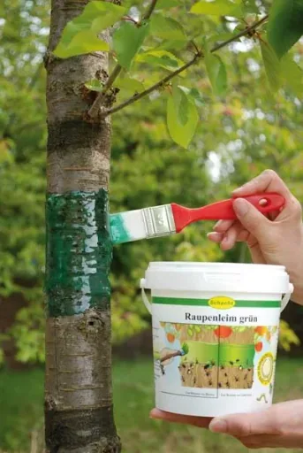 Caterpillar glue 5 kg - the ideal protection for your trees