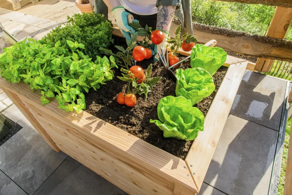 Raised Bed Klassik 100, 100×65×66 cm, Natural – FSC Larch Wood, Back-Friendly