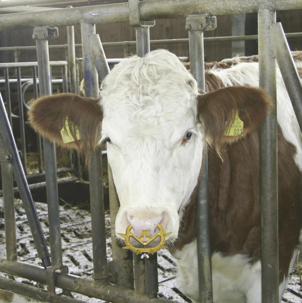 Cattle weaner Müller 2010, medium