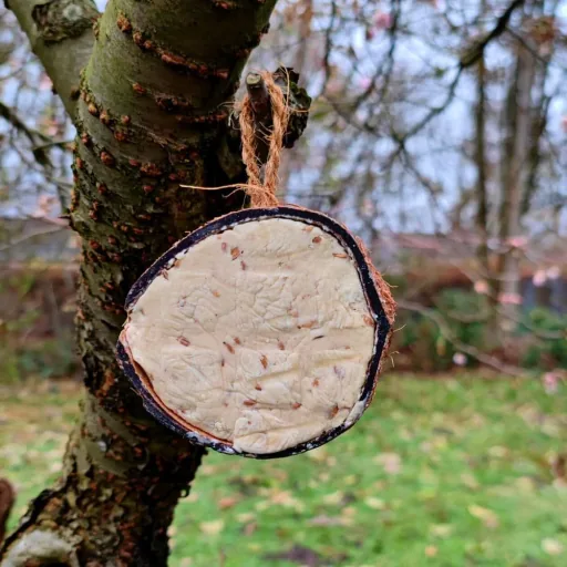 Coconut Shell 0.18kg Wild Bird Food Feeder - All-Natural Energy Boost