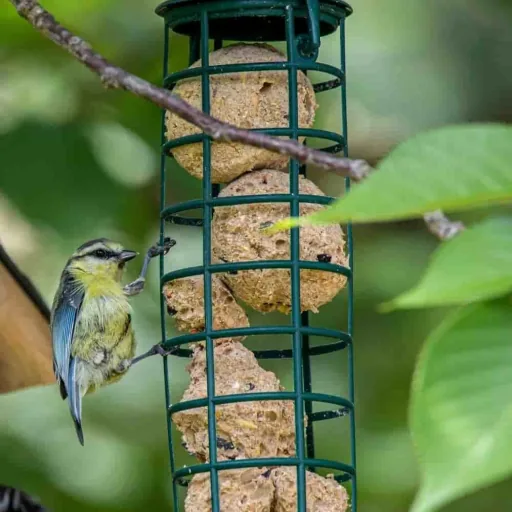 Premium Insect Suet Balls for Wild Birds, 200 x approx. 90 g, Net-Free Packaging