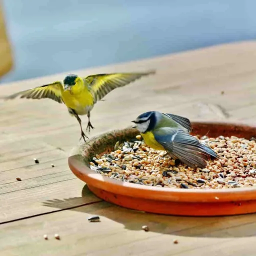 Wild Bird Food 10 kg, High Energy, Bird Seed, Suet for Birds