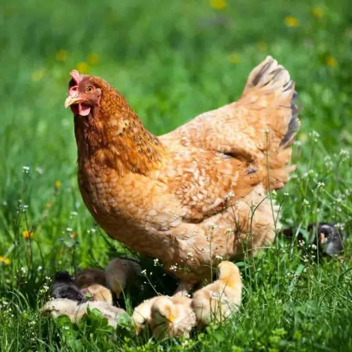 Chicken Feed 25 kg, Poultry Feed, Layer Feed for Chickens, Geese, Ducks
