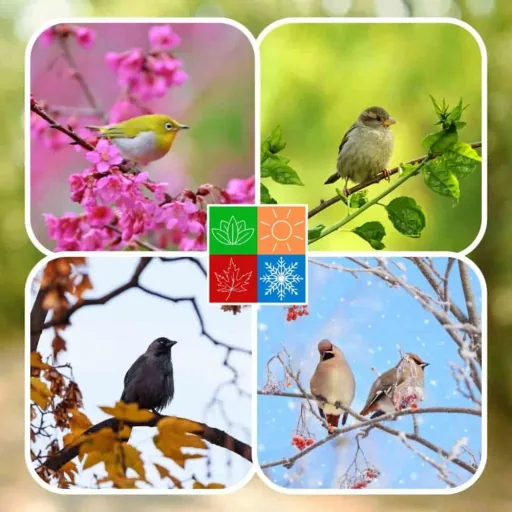 Bird Seed, Wild Bird Feed, Scatter Feed 25kg, Garden Bird Feed, Winter Bird Seed