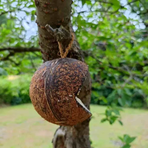 Coconut Bird Feeder with Wild Bird Seed, Year-Round Feeding