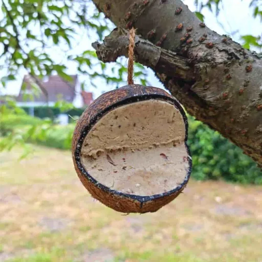 Coconut Bird Feeder with Wild Bird Seed, Year-Round Feeding
