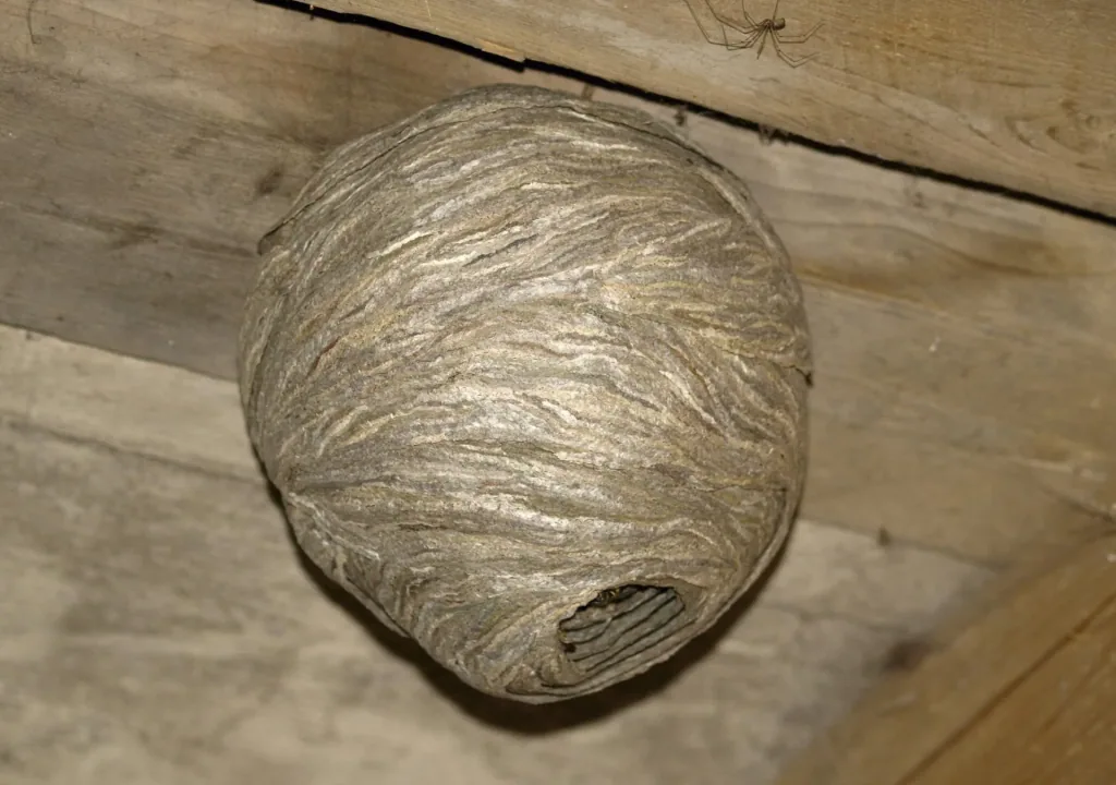 Wasp nest decoy set of 2