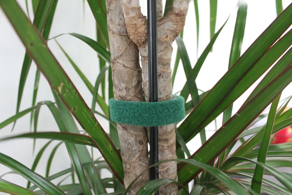 Plant tie Velcro tape, 5 m, green