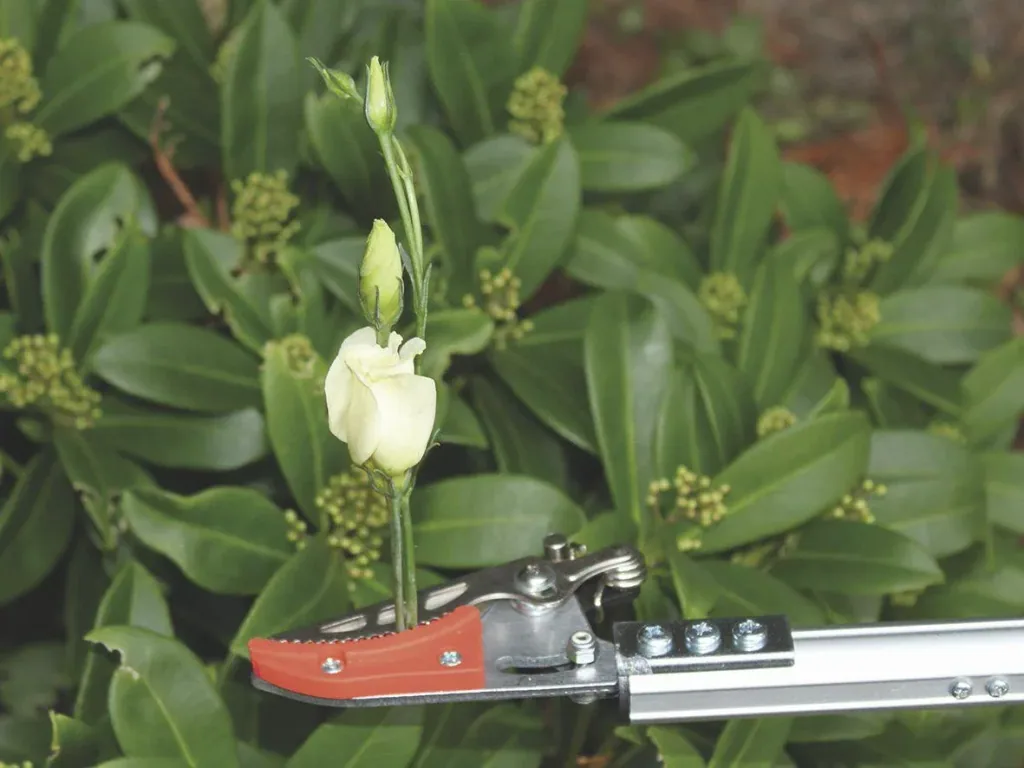 Special scissors "Rosenkavalier"