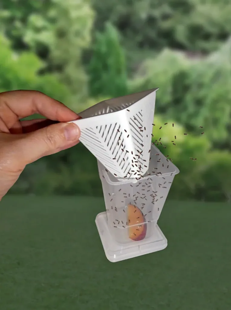 Fruit fly trap - live trap