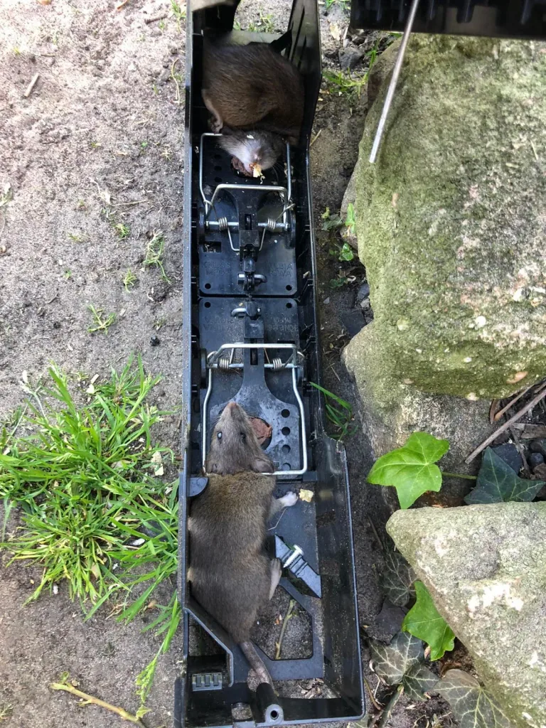 Mousetrap "Endstation"