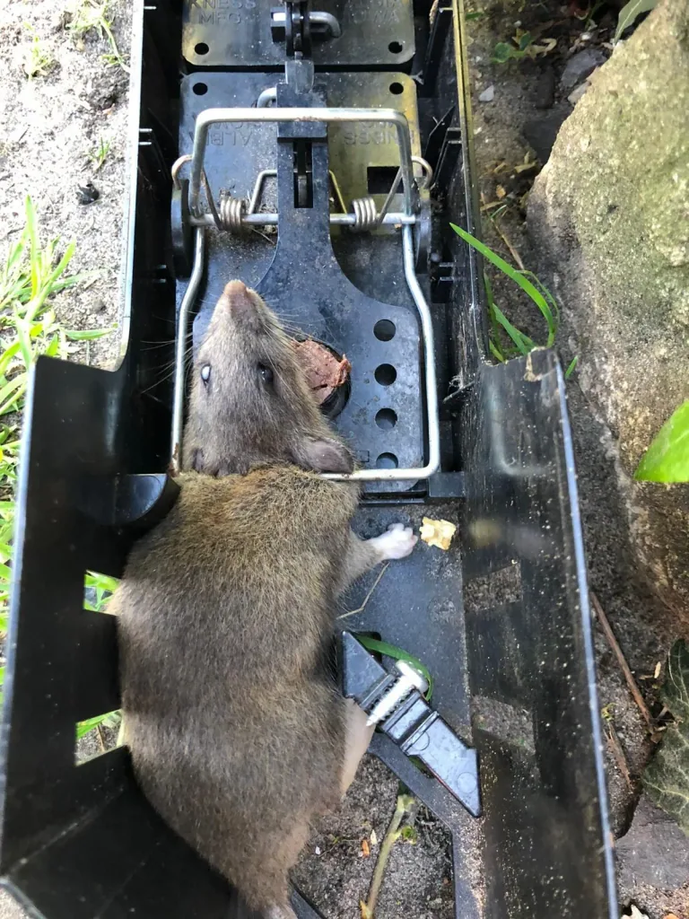 Mousetrap "Endstation"