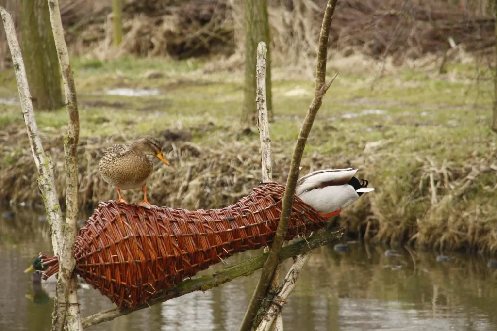 Duck nest
