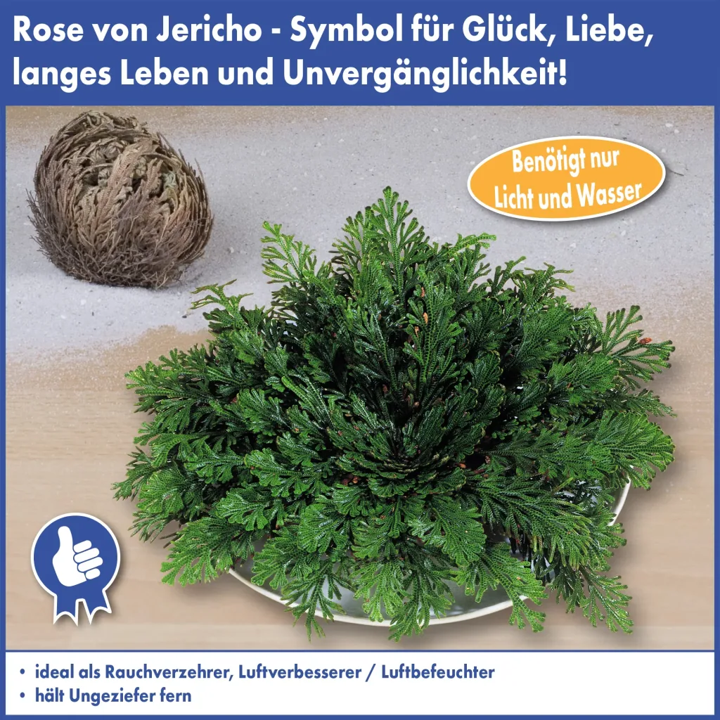 Rose of Jericho