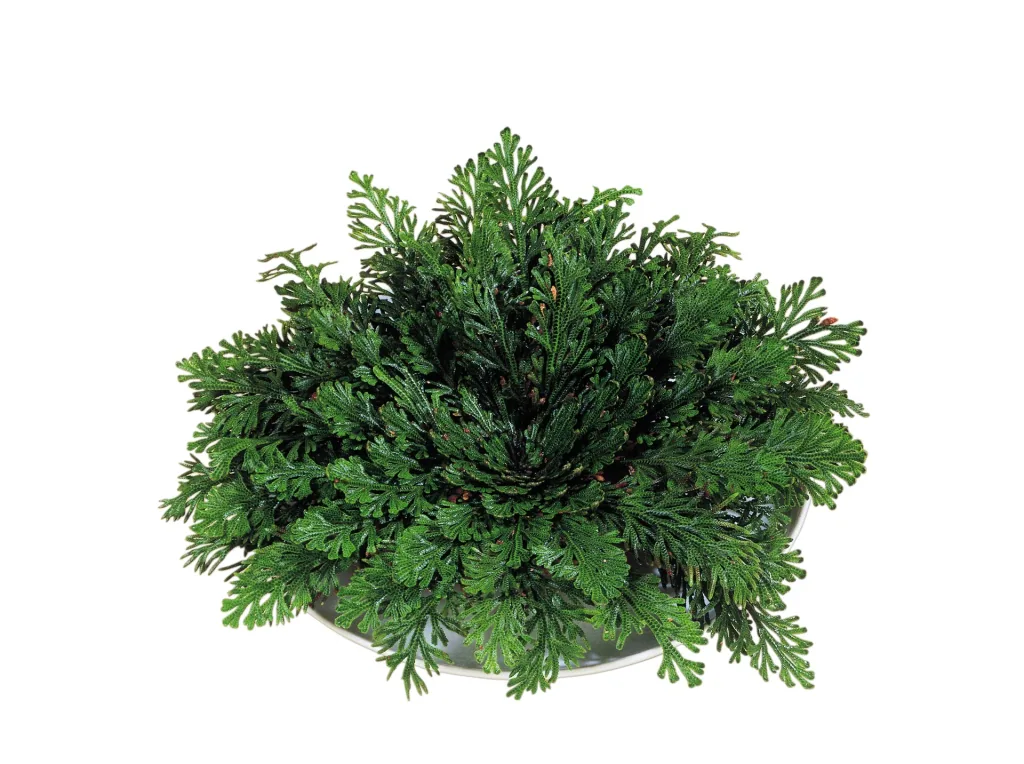 Rose of Jericho