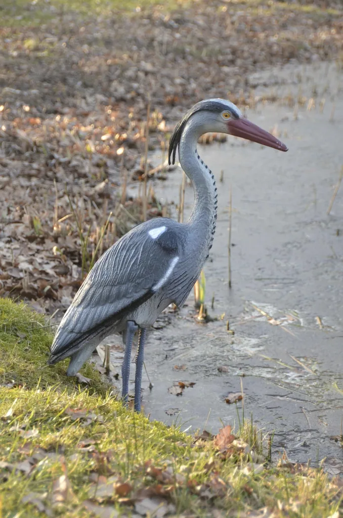 Heron