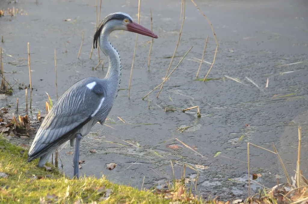 Heron