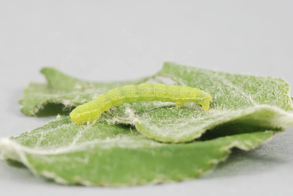 Caterpillar glue against pear, bud weevil, snow moth 500 g