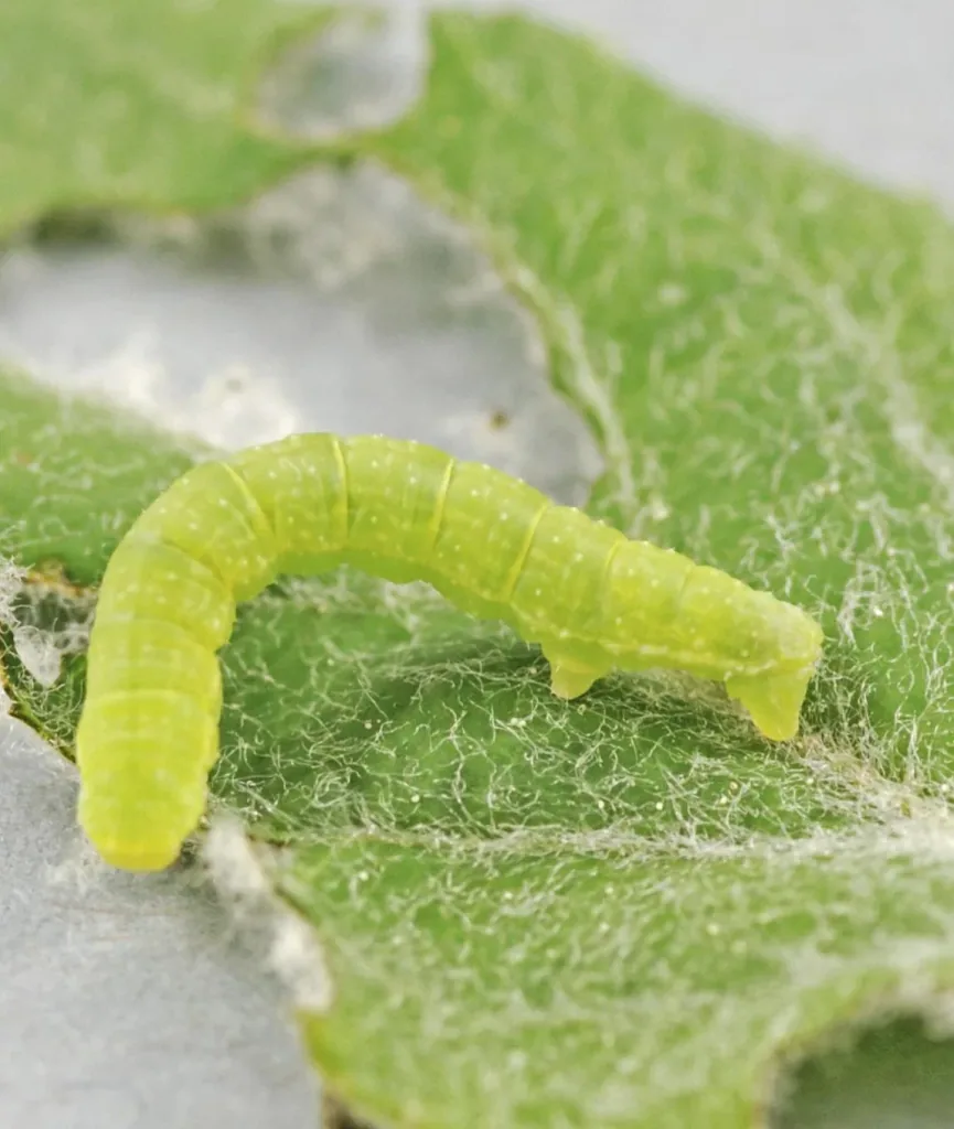 Caterpillar glue against pear, bud weevil, snow moth 500 g