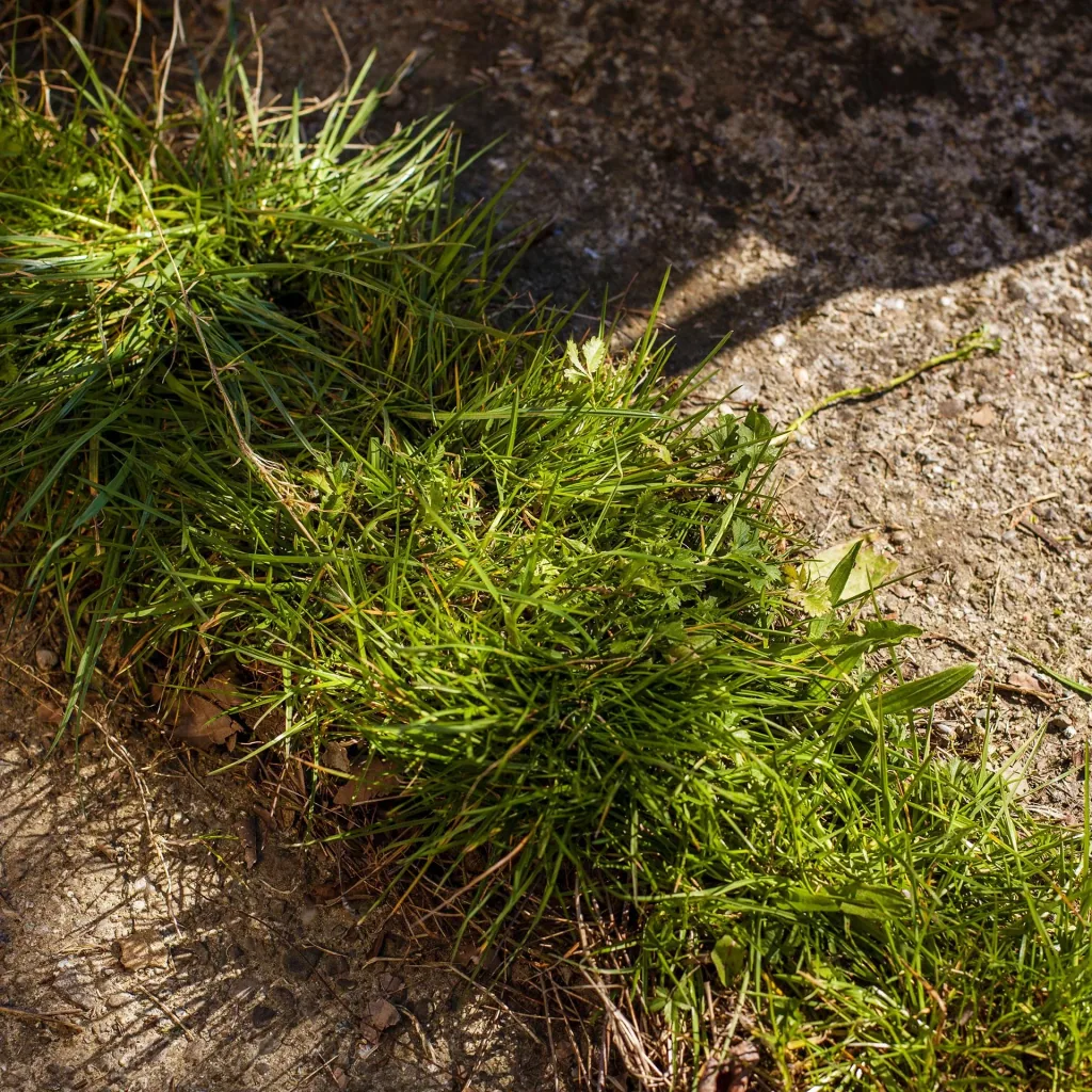 UPP Lawn edge trimmer Easy