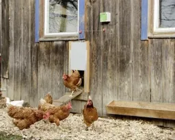 Control for automatic chicken door