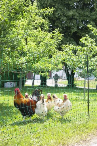 Poultry net 106 cm with double spike, 50 m, non-electrifiable