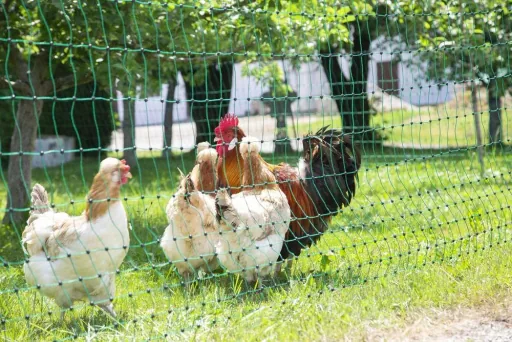 Poultry net 106 cm with double spike, 50 m, non-electrifiable