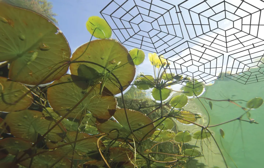 Bird protection pond grid set of 20