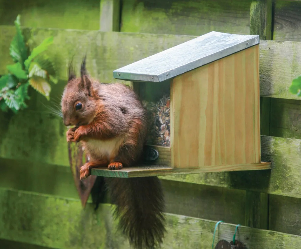 Squirrel feeding house