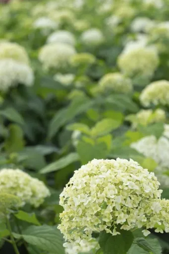 Hydrangea arborescens Annabelle (Proven Winners) - 12 L pot, 80-100 cm