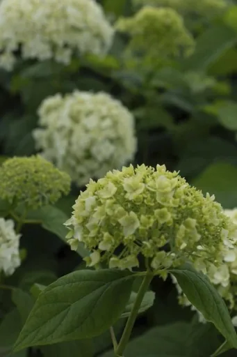 Hydrangea arborescens Annabelle (Proven Winners) - 12 L pot, 80-100 cm