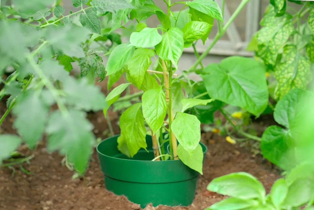 Watering ring "Aquaring", 20 cm, green - set of 15