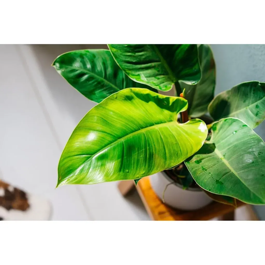 Blooming Philodendron Imperial Green Large - 50-60 cm - 2 pieces