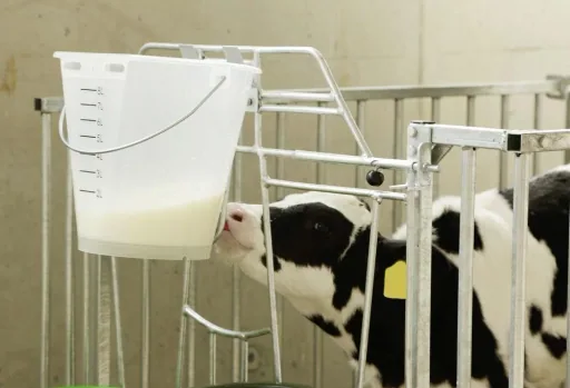 Calf drinking bucket 8 l, white transparent