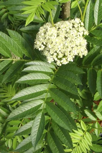 Common Rowan Sorbus aucuparia - 7.5 L pot 80-100 cm