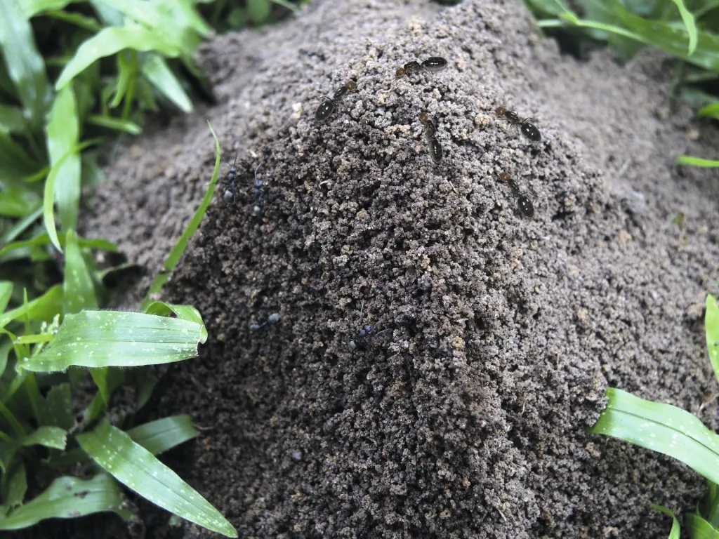 Solar ant repellent