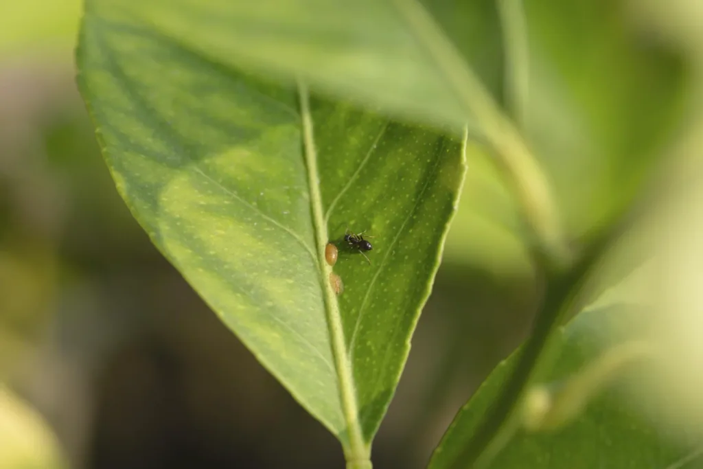 Solar ant repellent
