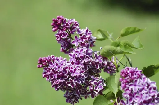 Common Lilac Sensation - Syringa vulg. - 12 L pot 80-100 cm