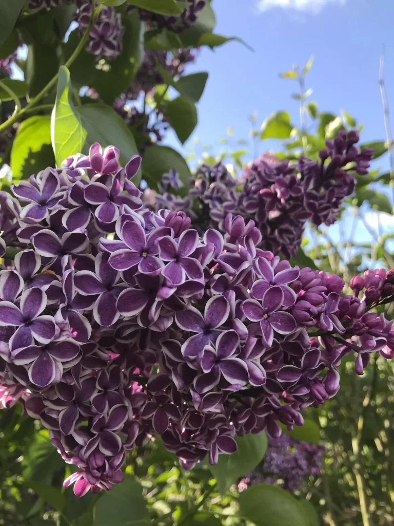 Common Lilac Sensation - Syringa vulg. - 12 L pot 80-100 cm