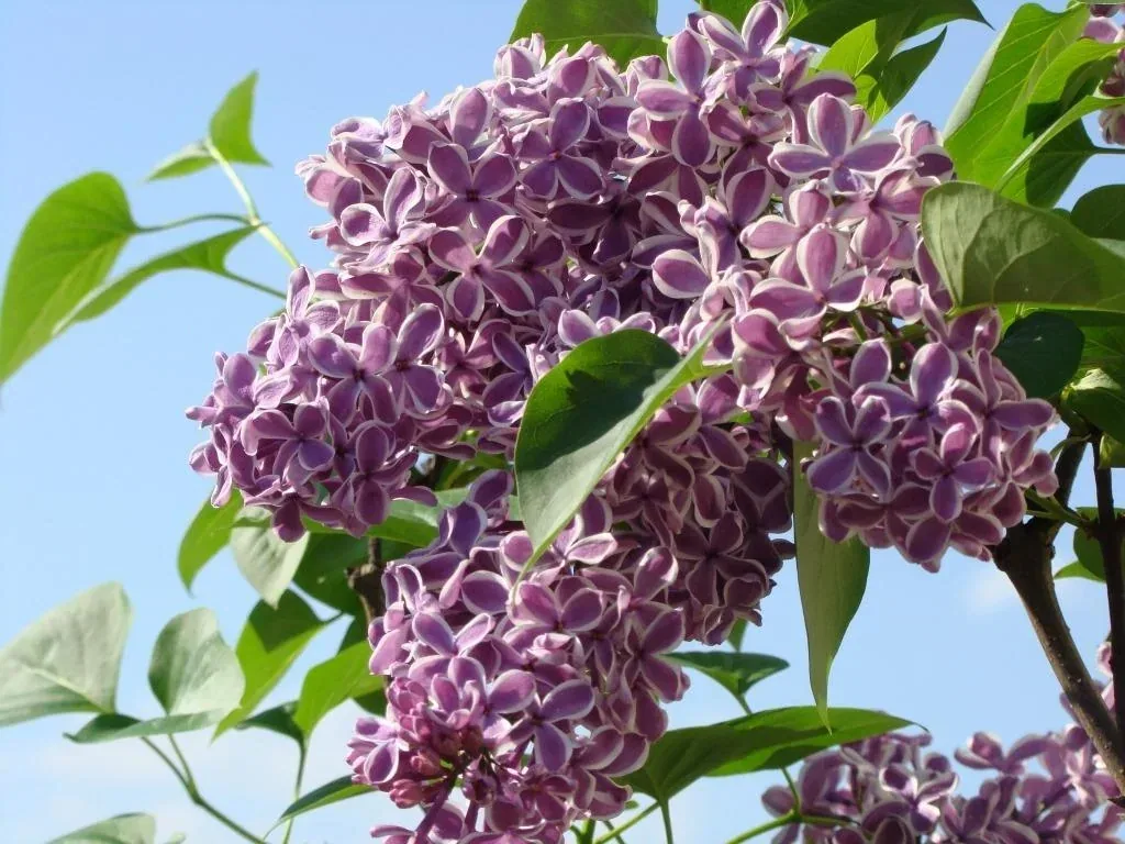 Common Lilac Sensation - Syringa vulg. - 12 L pot 80-100 cm