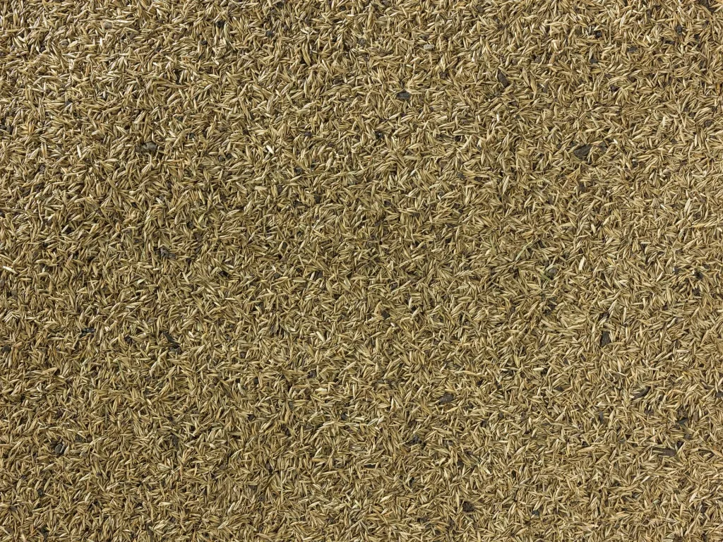TerraVital Comfortable & Well-being Lawn Seed Mix - 3 kg