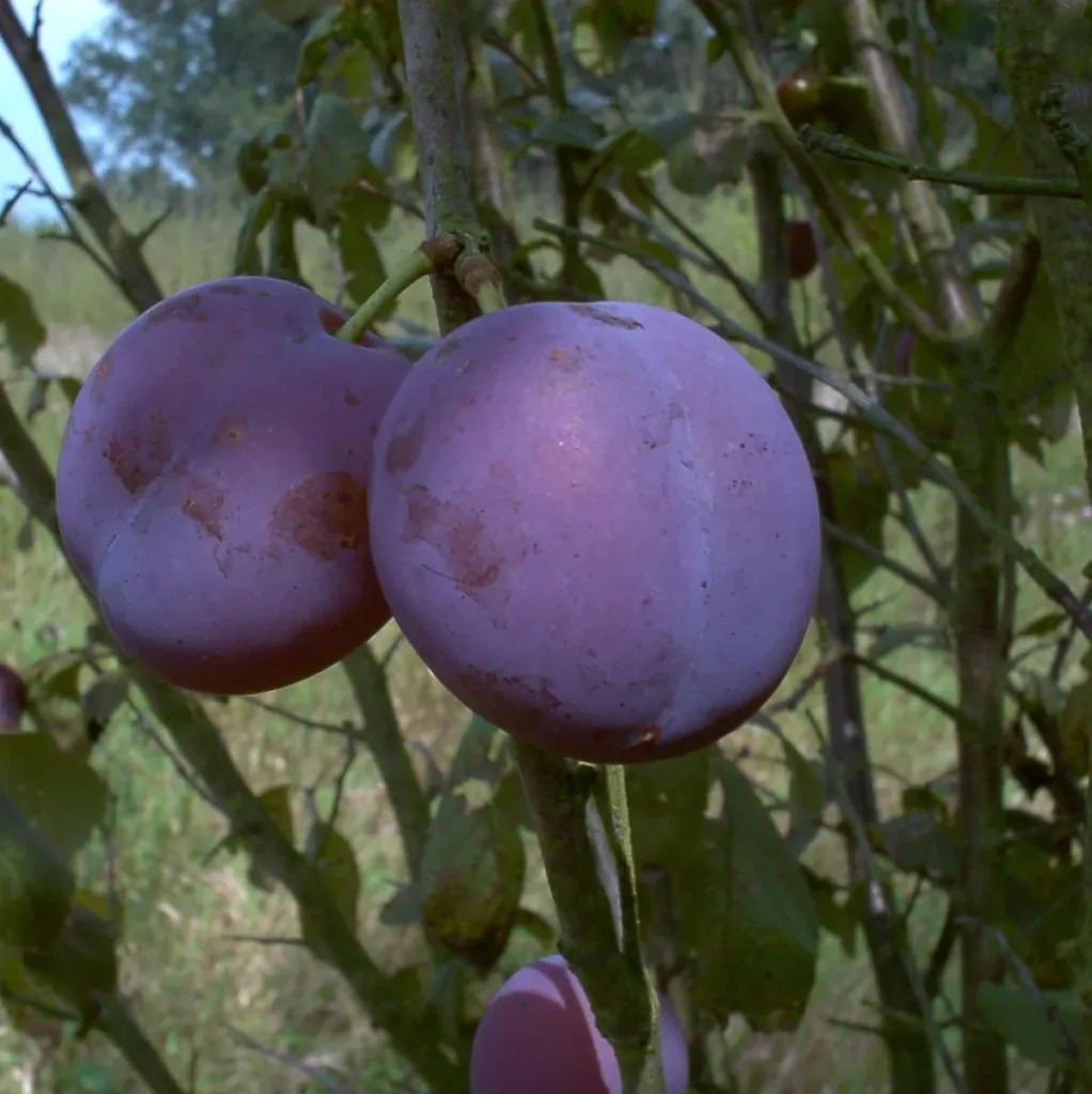 Plum "Bühler Frühzwetsche" bush, in 10L container, sweet, juicy