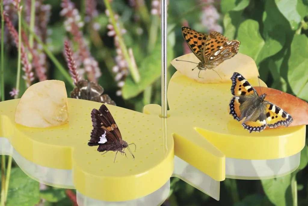 2 in 1 feeding bowl and drinker for butterflies