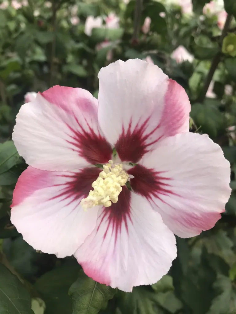 Hamabo Hibiscus syriacus - 7.5 L pot 70-80 cm