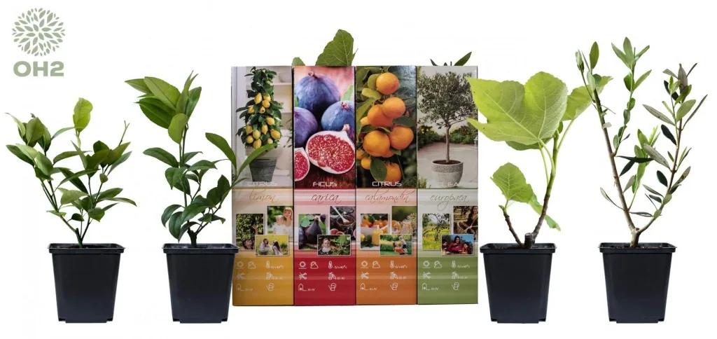Flower-up set with 4 Mediterranean plants 25 - 40 cm